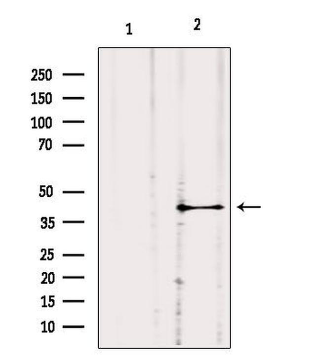 GNA11 Antibody in Western Blot (WB)