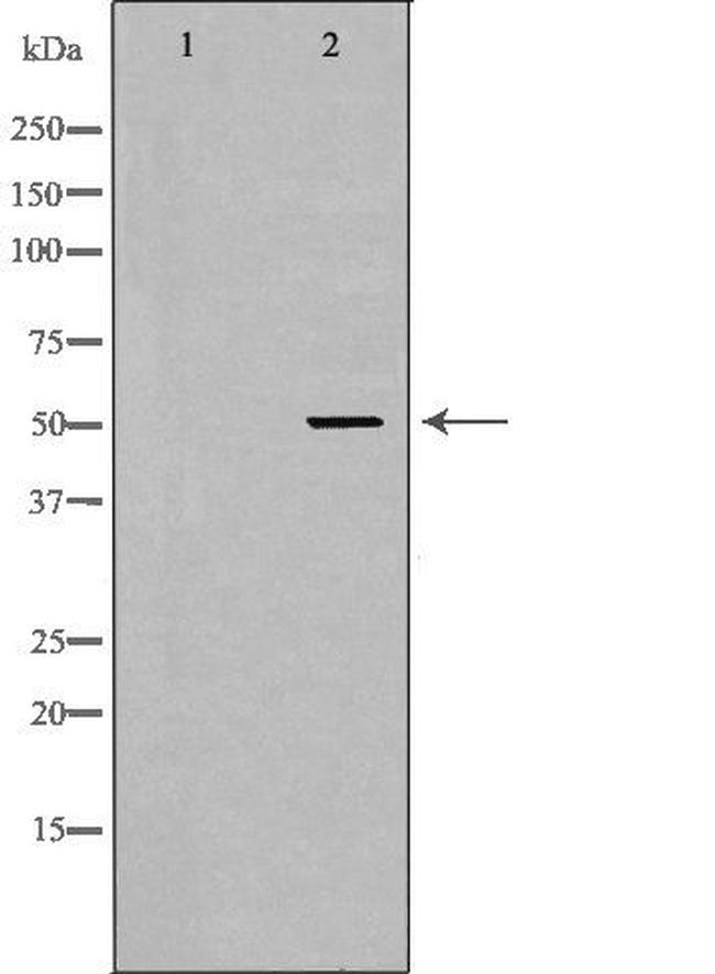 GDF9 Antibody in Western Blot (WB)