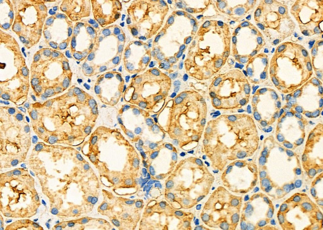 AHCY Antibody in Immunohistochemistry (Paraffin) (IHC (P))