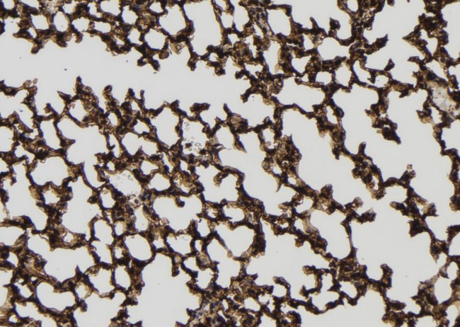 Phospho-IRAK4 (Thr345, Ser346) Antibody in Immunohistochemistry (Paraffin) (IHC (P))