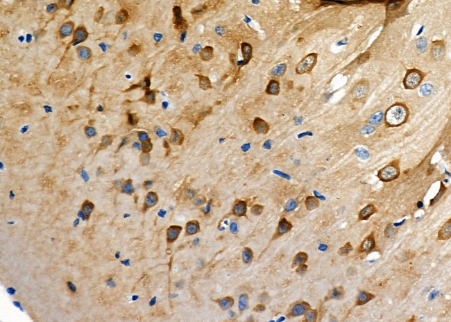 Lysozyme Antibody in Immunohistochemistry (Paraffin) (IHC (P))