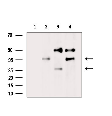 Olfr417 Antibody in Western Blot (WB)