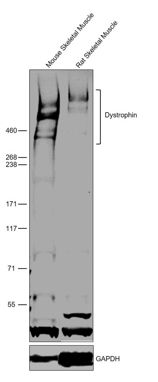 Dystrophin Antibody in Western Blot (WB)