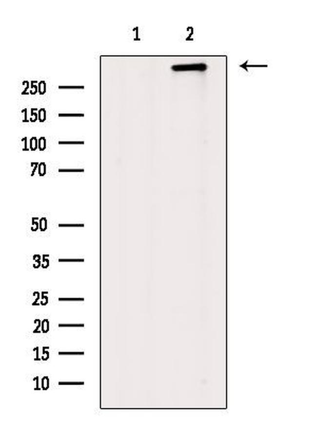 Dystrophin Antibody in Western Blot (WB)