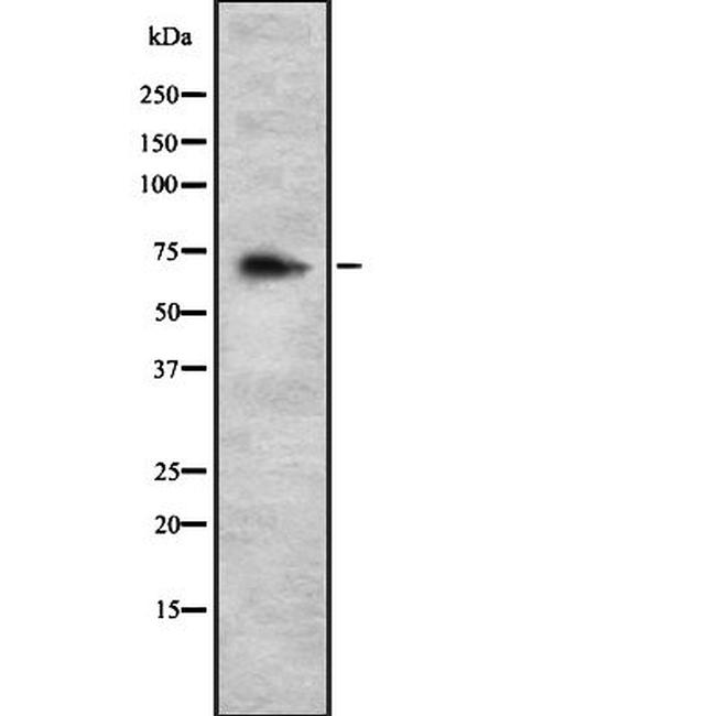 HSPA6 Antibody in Western Blot (WB)