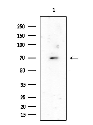 SLC7A10 Antibody in Western Blot (WB)