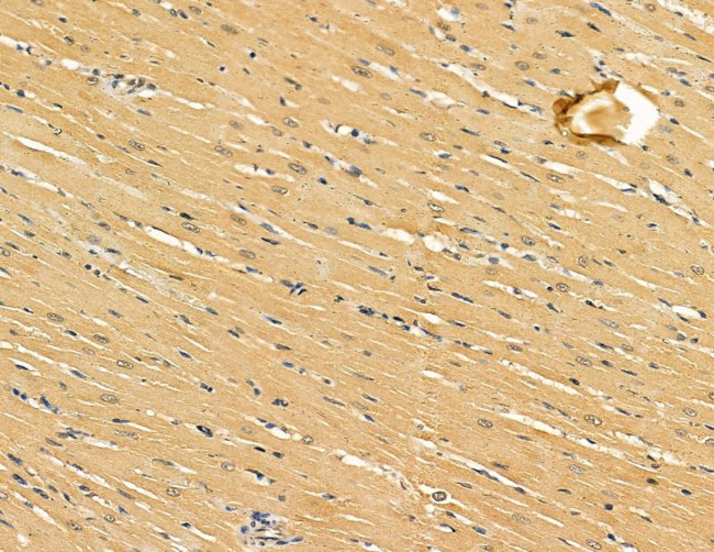 DOCK11 Antibody in Immunohistochemistry (Paraffin) (IHC (P))