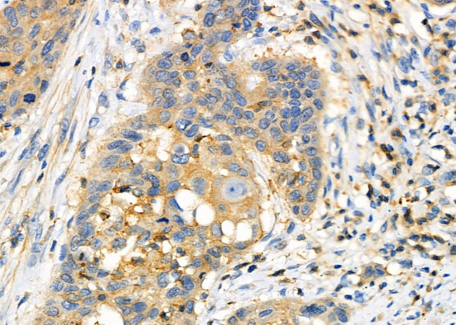 FGF9 Antibody in Immunohistochemistry (Paraffin) (IHC (P))