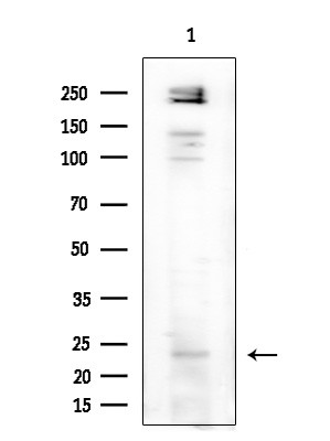 MED28 Antibody in Western Blot (WB)