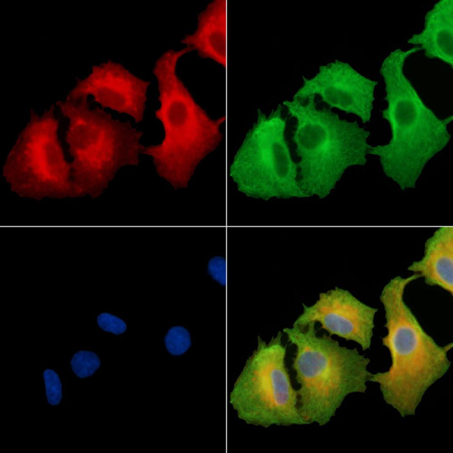 NBPF6 Antibody in Immunocytochemistry (ICC/IF)