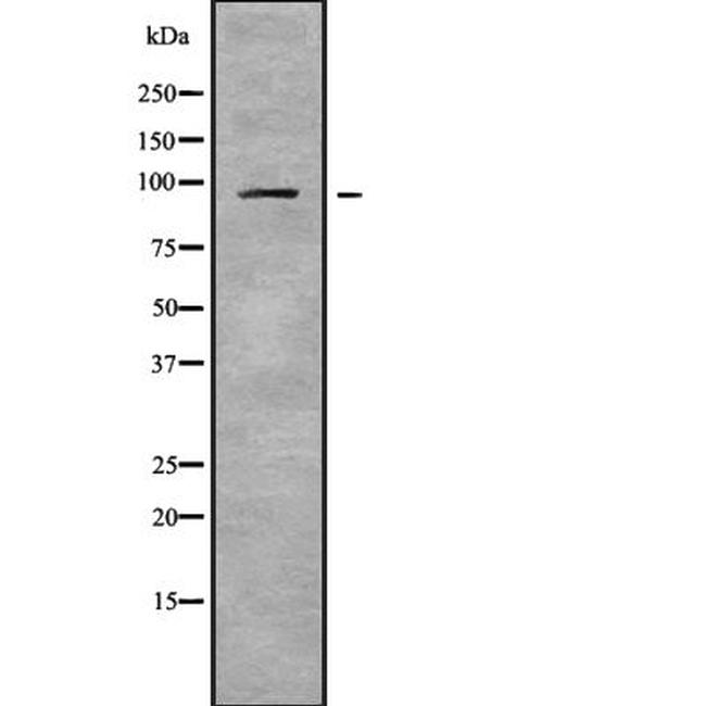 NPAS2 Antibody in Western Blot (WB)