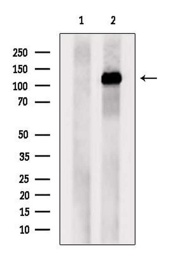 NUP133 Antibody in Western Blot (WB)
