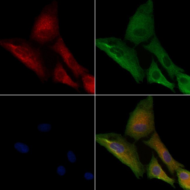 KCNS1 Antibody in Immunocytochemistry (ICC/IF)