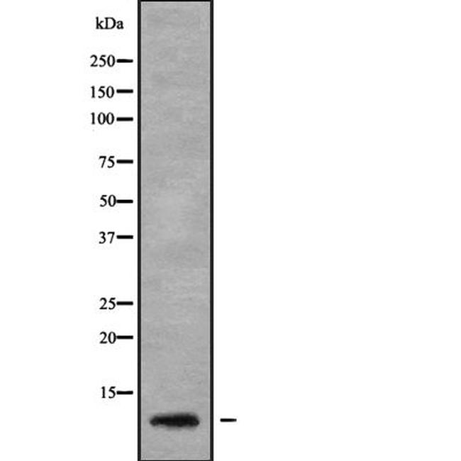 SERP1 Antibody in Western Blot (WB)