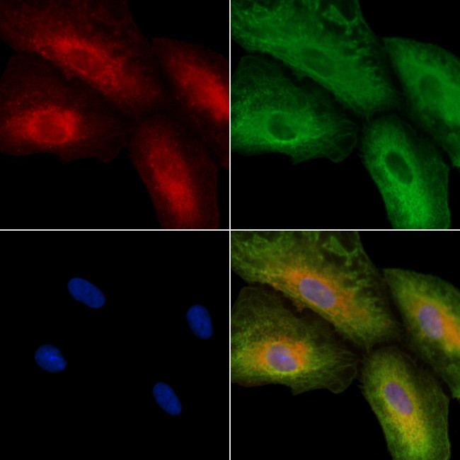 SV2C Antibody in Immunocytochemistry (ICC/IF)