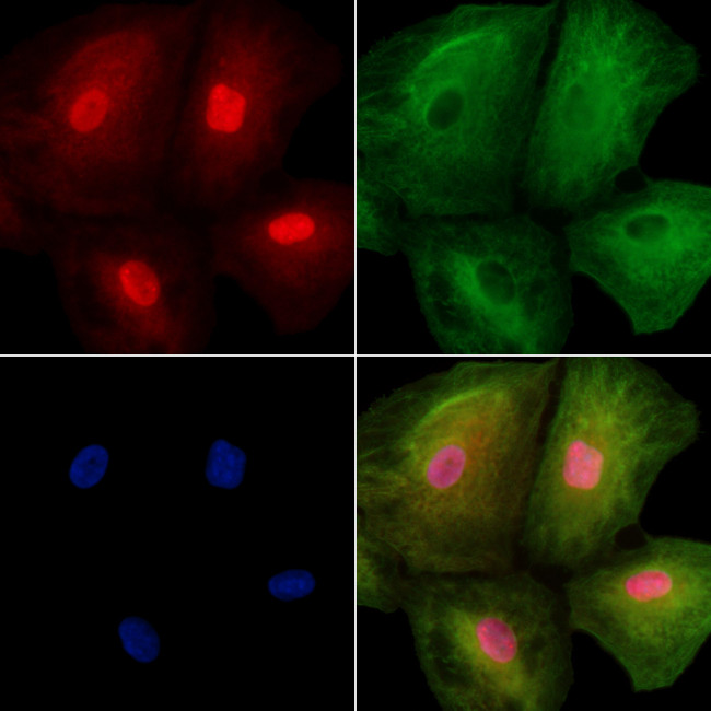 USP17L1 Antibody in Immunocytochemistry (ICC/IF)