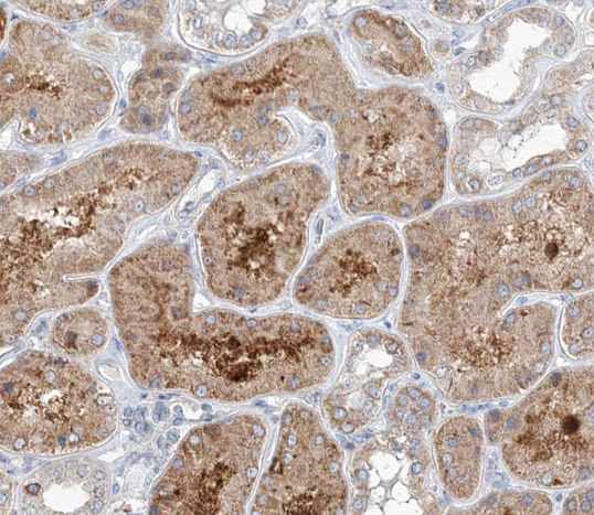 GCP3 Antibody in Immunohistochemistry (Paraffin) (IHC (P))