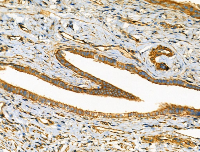 HGK Antibody in Immunohistochemistry (Paraffin) (IHC (P))