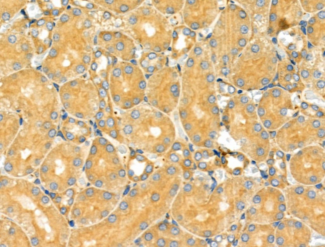 HGK Antibody in Immunohistochemistry (Paraffin) (IHC (P))