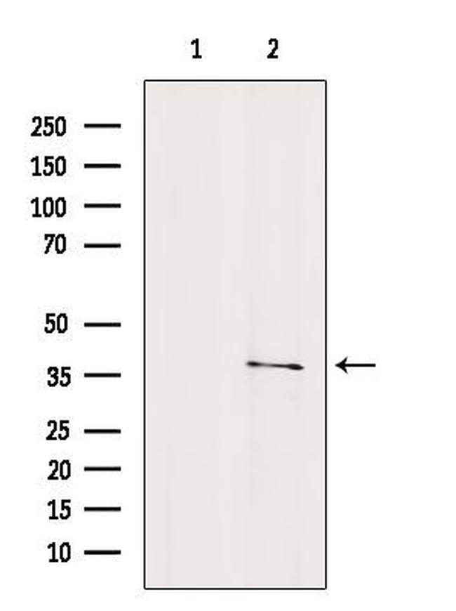 OR2C3 Antibody in Western Blot (WB)