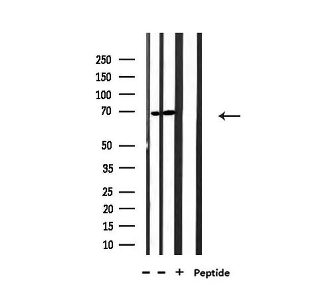 TAP Antibody in Western Blot (WB)