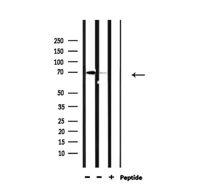 TAP Antibody in Western Blot (WB)