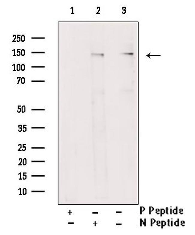 Phospho-MYPT1 (Thr696) Antibody in Western Blot (WB)