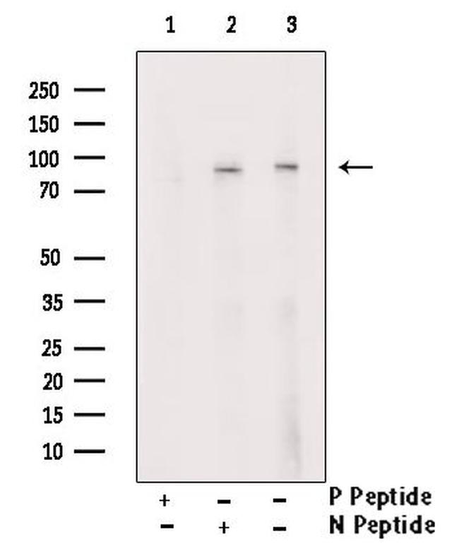Phospho-Synapsin 1 (Ser605) Antibody in Western Blot (WB)
