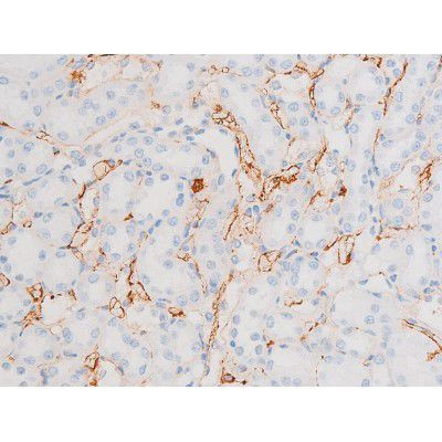 Phospho-Dynamin 1 (Ser774) Antibody in Immunohistochemistry (Paraffin) (IHC (P))