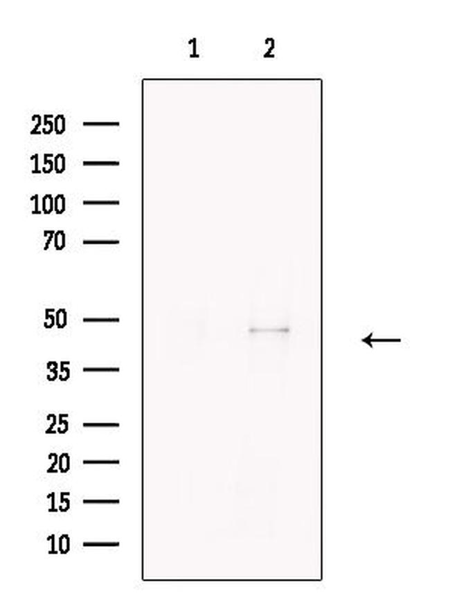 Caspase 9 (Cleaved Asp353) Antibody in Western Blot (WB)