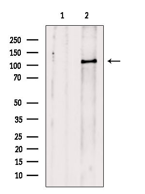 Phospho-MYPT1 (Thr853) Antibody in Western Blot (WB)