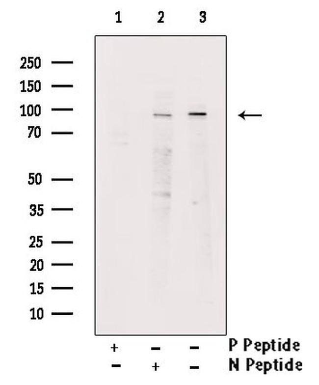 Phospho-KCNH2 (Ser1137) Antibody in Western Blot (WB)