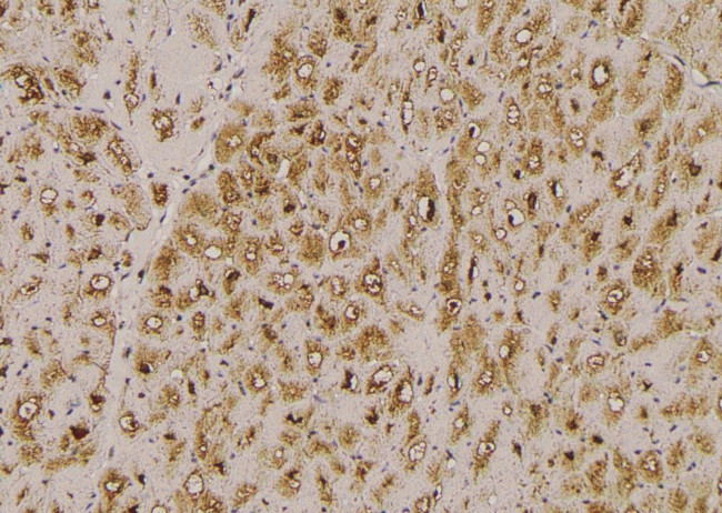 Phospho-HCN1 (Ser846) Antibody in Immunohistochemistry (Paraffin) (IHC (P))