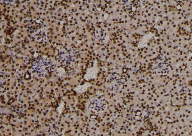 Phospho-FKBP4 (Tyr220) Antibody in Immunohistochemistry (Paraffin) (IHC (P))