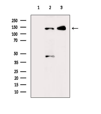 Phospho-GLI1 (Thr1074) Antibody in Western Blot (WB)