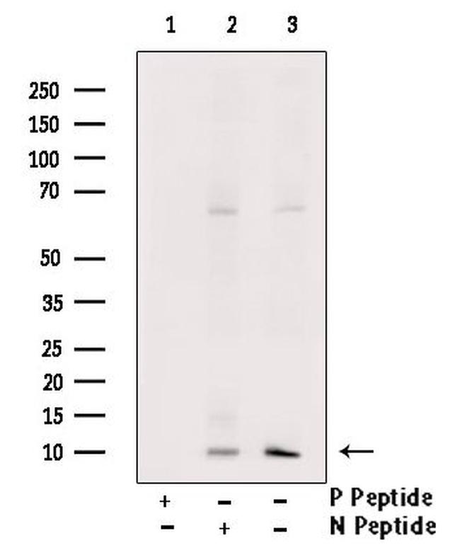 Phospho-Thioredoxin 1 (Thr100) Antibody in Western Blot (WB)