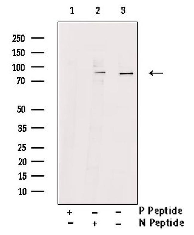 Phospho-MSK2 (Thr687) Antibody in Western Blot (WB)