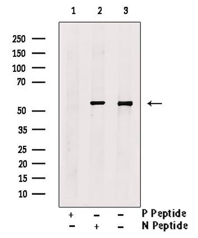 Phospho-p53 (Ser99) Antibody in Western Blot (WB)