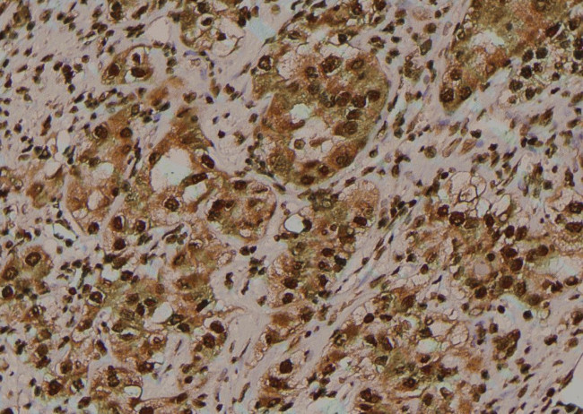 Phospho-Amyloid Precursor Protein (Tyr757) Antibody in Immunohistochemistry (Paraffin) (IHC (P))