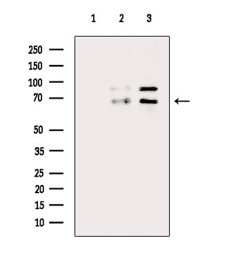 Phospho-A-Raf (Thr214) Antibody in Western Blot (WB)