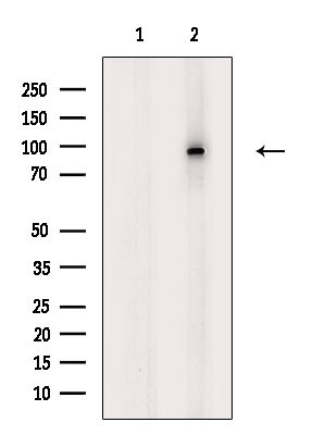Phospho-EEF2 (Thr57) Antibody in Western Blot (WB)