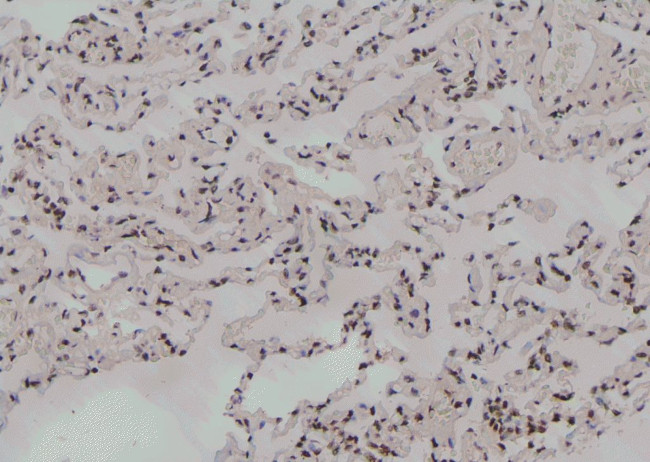 Phospho-UBF-1 (Thr117) Antibody in Immunohistochemistry (Paraffin) (IHC (P))