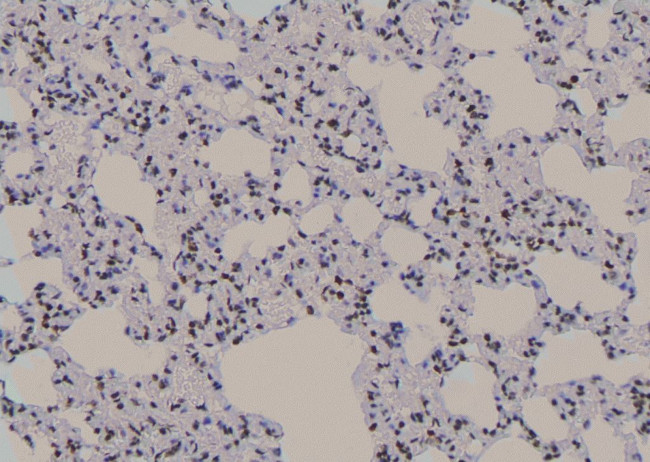 Phospho-UBF-1 (Thr117) Antibody in Immunohistochemistry (Paraffin) (IHC (P))