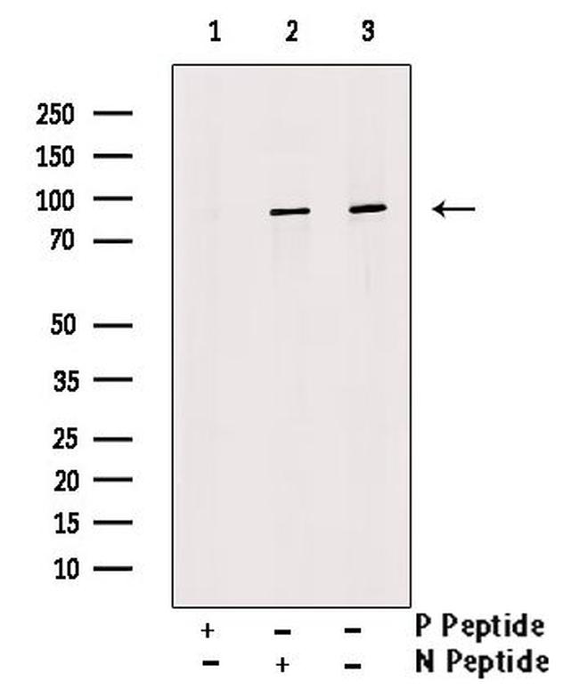 Phospho-UBF-1 (Thr117) Antibody in Western Blot (WB)