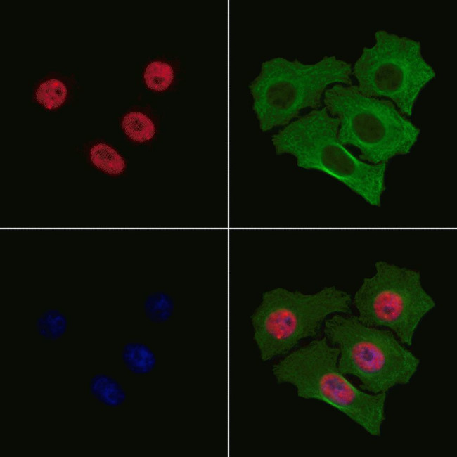 Phospho-GATA2 (Ser192) Antibody in Immunocytochemistry (ICC/IF)