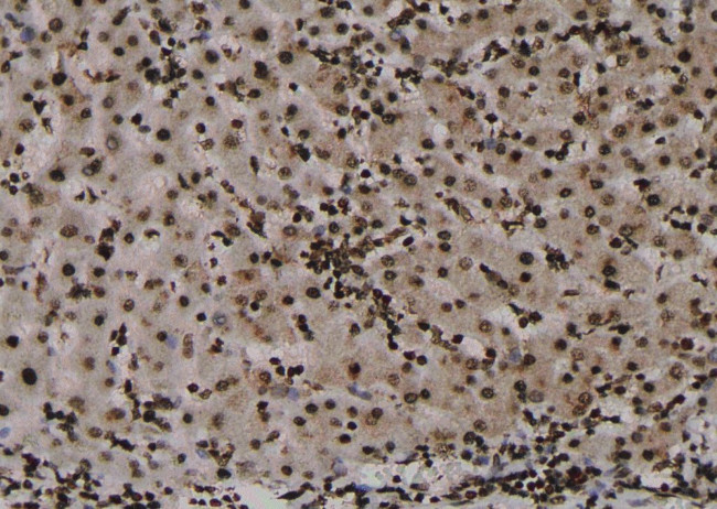 Phospho-Claudin 7 (Tyr210) Antibody in Immunohistochemistry (Paraffin) (IHC (P))