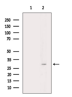 Phospho-HNRNPA0 (Ser84) Antibody in Western Blot (WB)