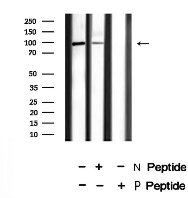 Phospho-SRPK1 (Thr601) Antibody in Western Blot (WB)