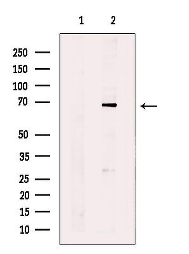 QSOX1 Antibody in Western Blot (WB)