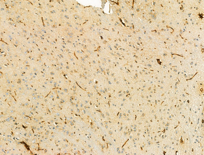 SBP2 Antibody in Immunohistochemistry (Paraffin) (IHC (P))